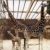 Giraffenjungtier Niara in der Herde. Foto: Zoo Leipzig