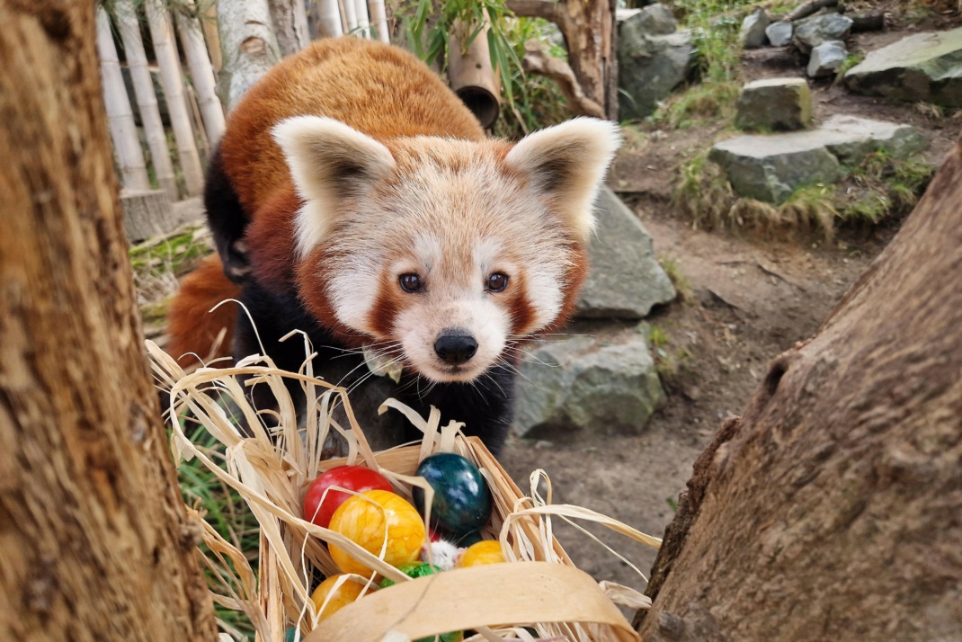 Der Rote Panda hat sein Osternest schon gefunden © Zoo Leipzig