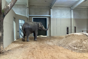 Elefantenkuh Don Chung im neuen Elefantenhaus in Cottbus unmittelbar nach der Ankunft. Foto: Zoo Leipzig