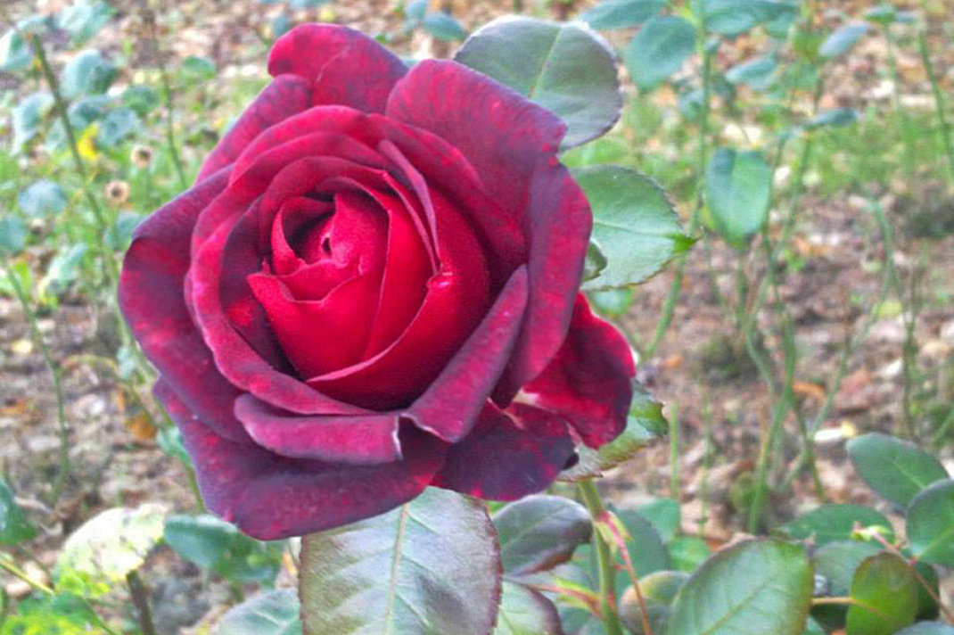 Eine blühende Rose. Foto: LZ