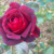 Eine blühende Rose. Foto: LZ