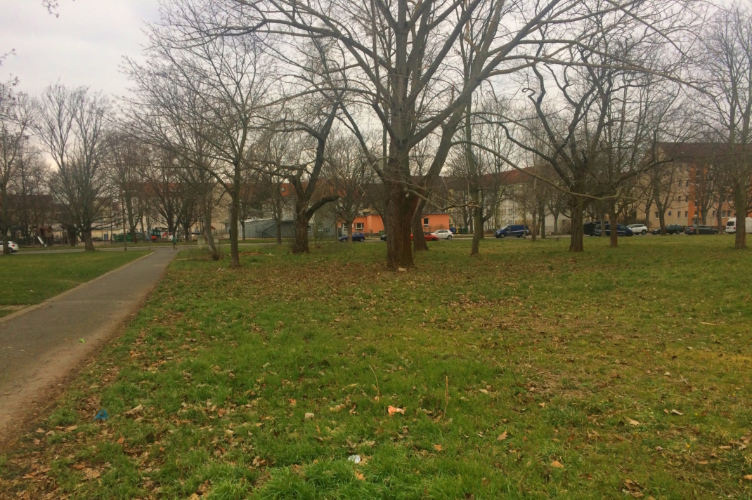 Weg, Wiese und kahle Bäume.