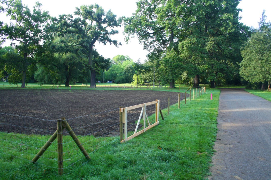 Blühwiese im Johannapark.