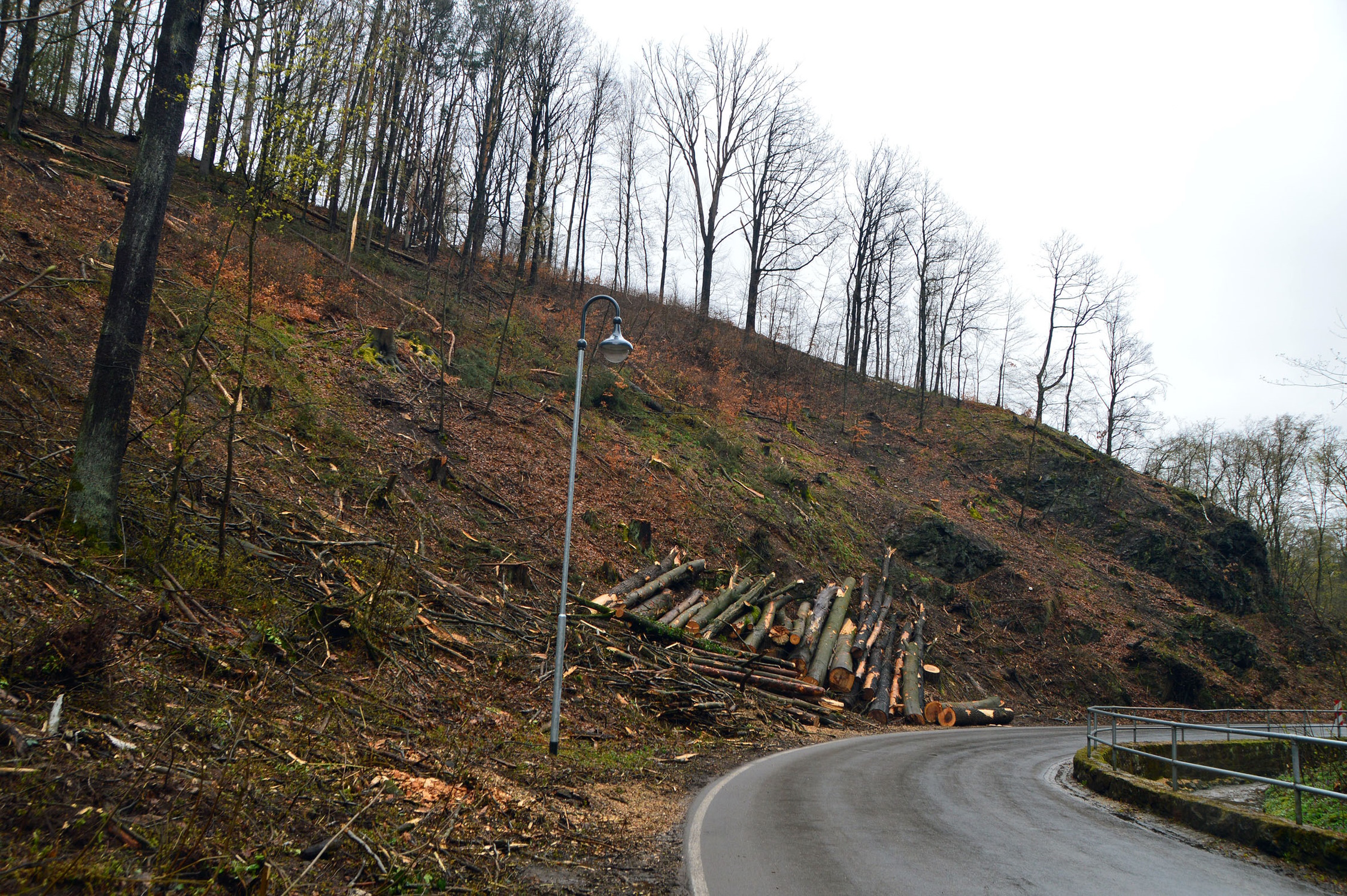 Das Bild zeigt gefällte Bäume im FFH-Gebiet Zschopautal. Foto: Lutz Röder