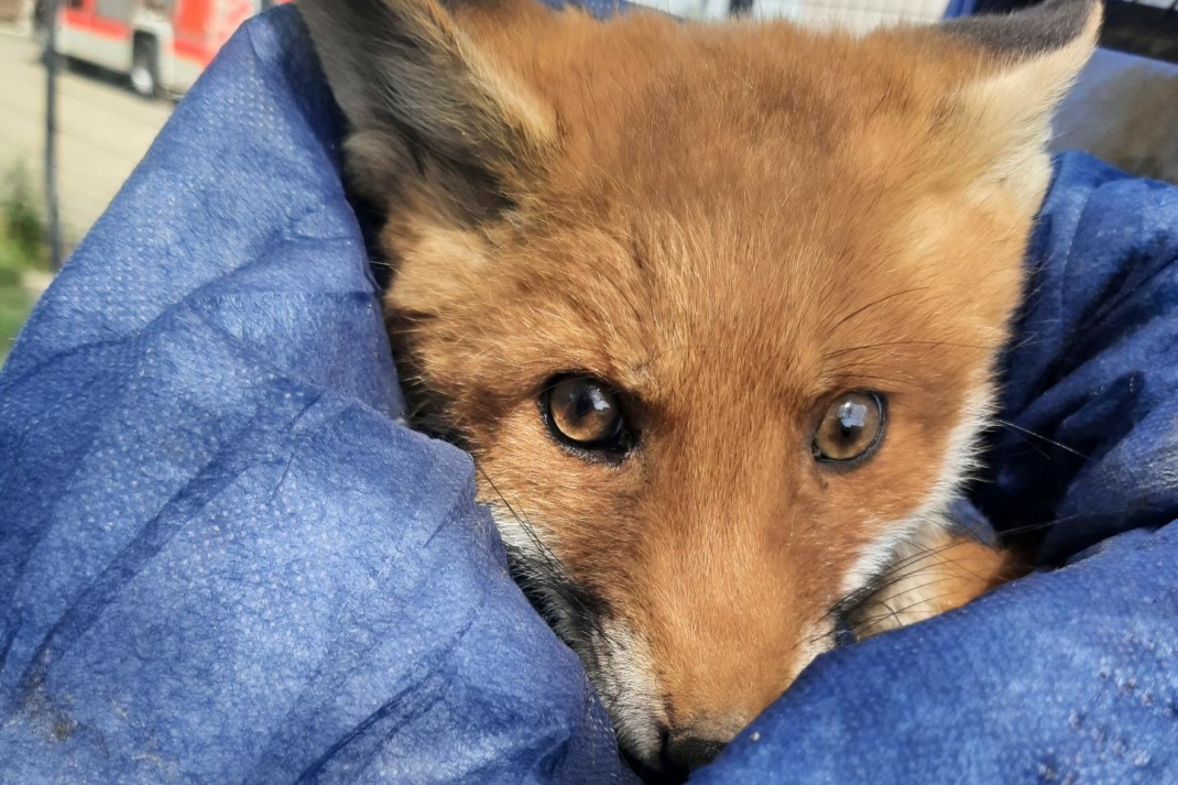 Gerettet kleiner Fuchswelpe. Foto: Bundespolizei Leipzig