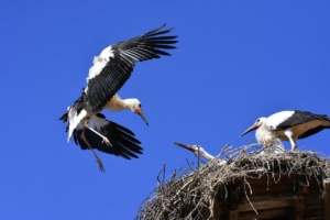 Ein Storch fliegt sein Nest mit Jungtieren an