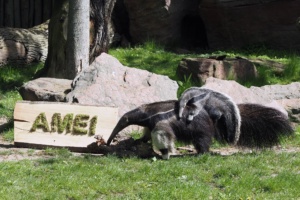 Ameisenbären-Jungtier Amei auf dem Rücken der Mutter Bardana. Foto: Zoo Leipzig