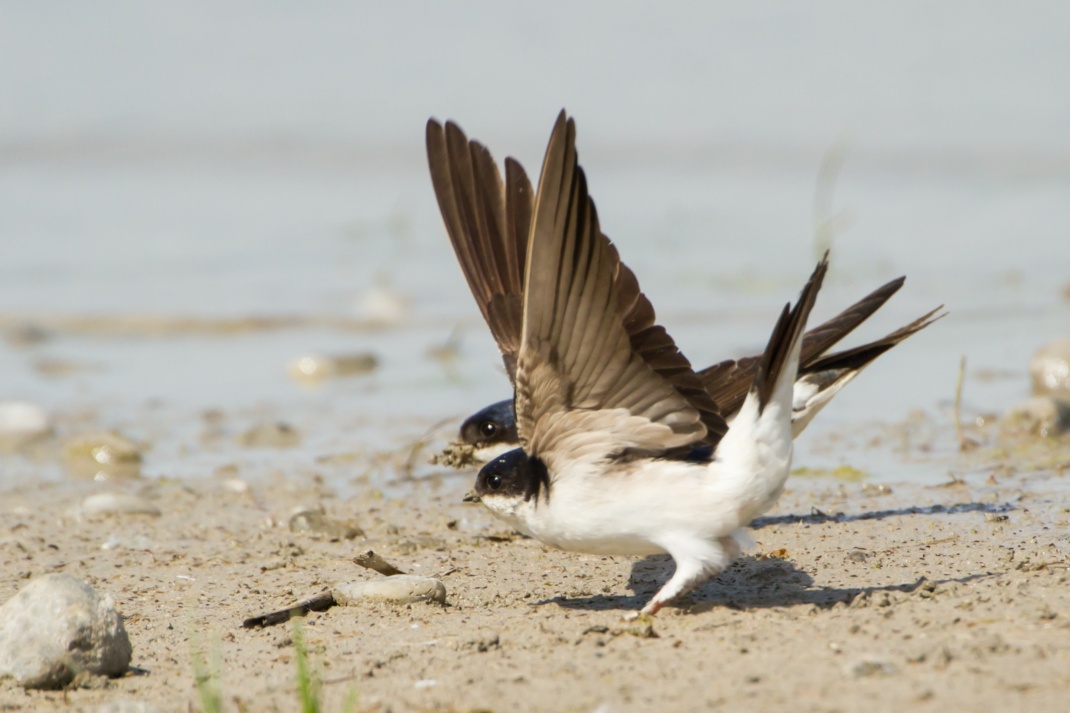 Mehlschwalben beim Sammeln von Nestmaterial. Foto: Bärbel Franzke