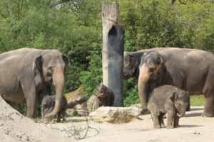 Elefantenkühe Kewa Thuza und Pantha mit ihren Kälbern @ Zoo Leipzig
