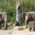 Elefantenkühe Kewa Thuza und Pantha mit ihren Kälbern @ Zoo Leipzig