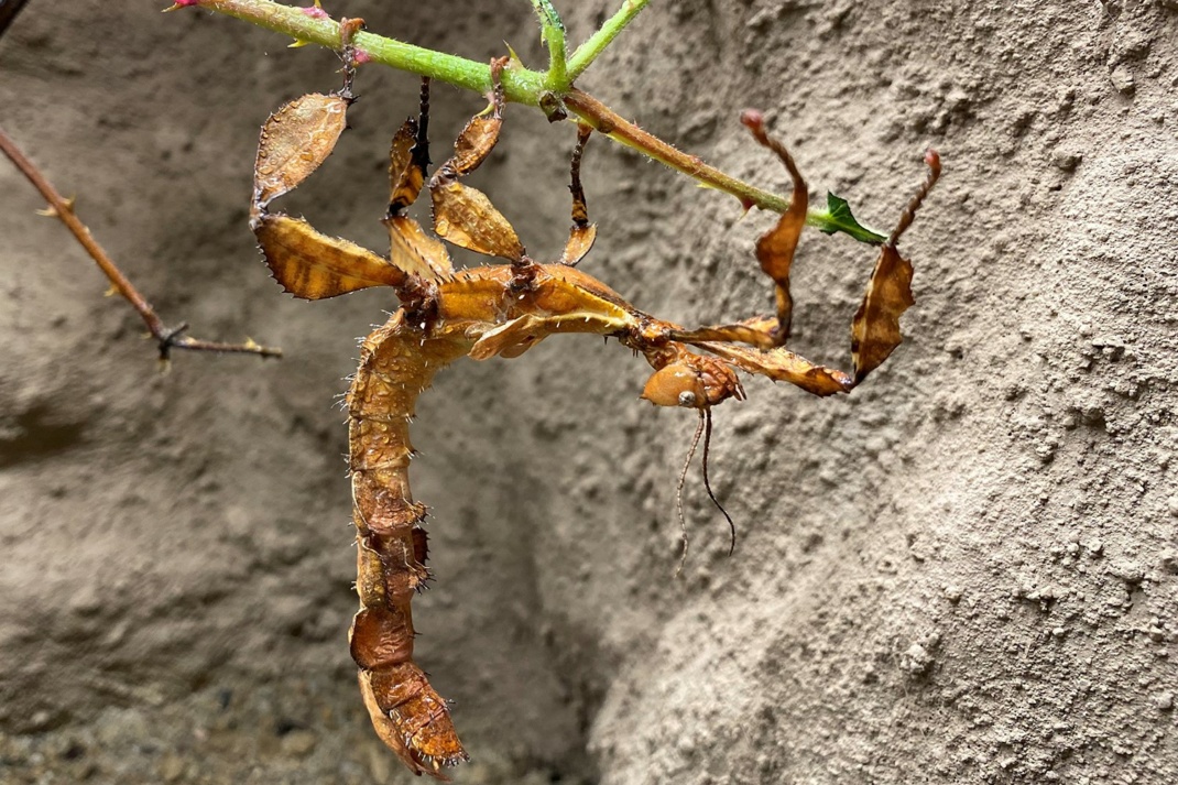 Australische Gespensterschrecke. Foto: Zoo Leipzig