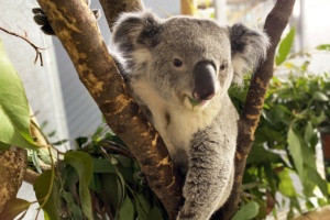 Koala Yuma in seinem neuen Gehege &copy; Zoo Leipzig