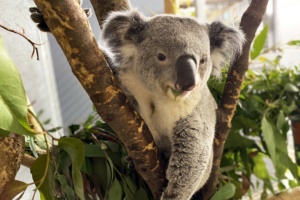 Koala Yuma in seinem neuen Gehege © Zoo Leipzig