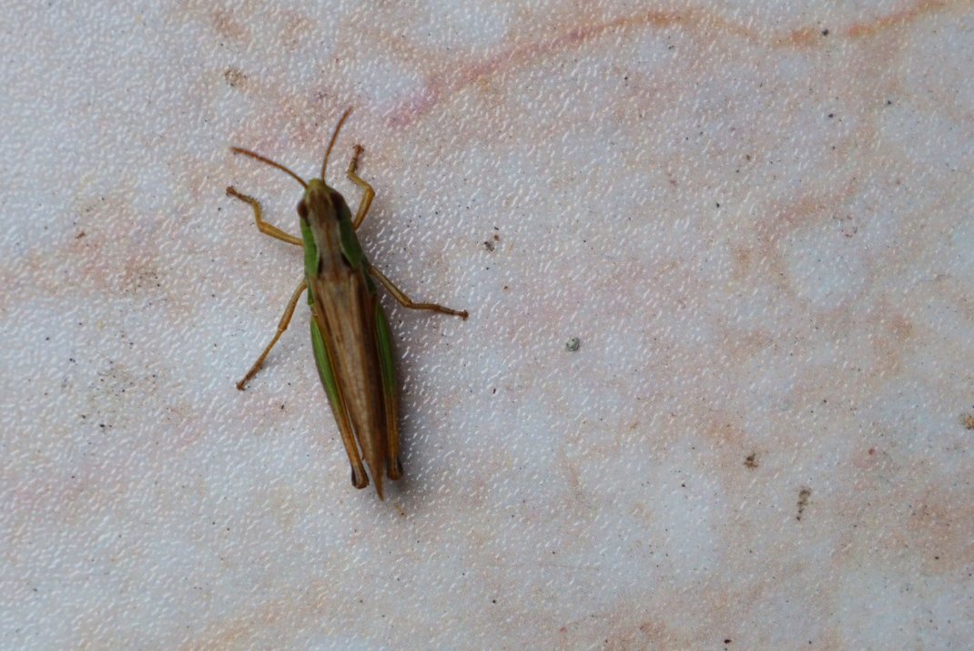 Insekt auf Untegrund.