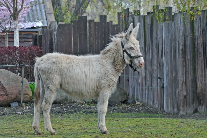 Barockeselin Sissi. Foto: Christian Maurer