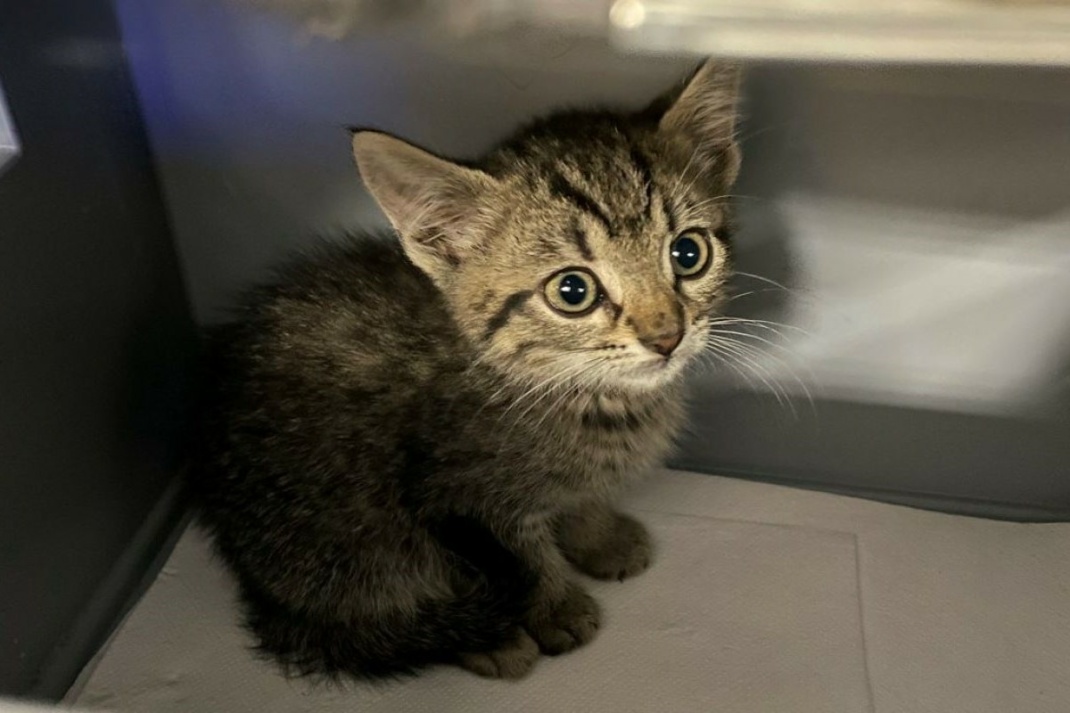 Katzenbaby. Bild: Bundespolizei Leipzig