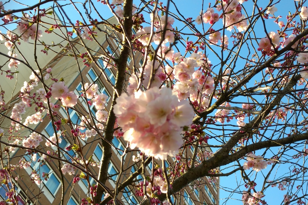Ein blühender Baum im Herzen Grünaus. Foto: Jan Kaefer