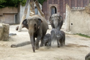 Elefantennachwuchs im Zoo Leipzig @ Zoo Leipzig