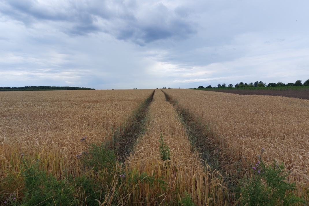 Getreidefeld und Wolken am Himmel.