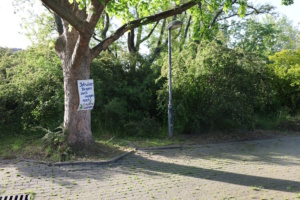 Baum am Wilhelm-Leuschner-Platz.