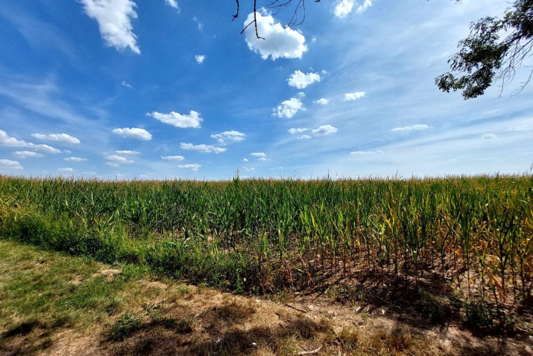 Maisfeld und blauer Himmel mit Wolken.
