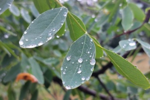 Regentropfen auf Blättern