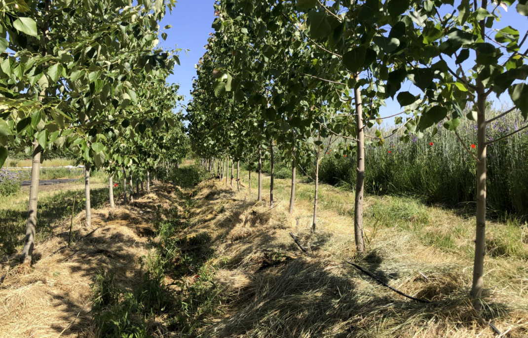 Agroforst auf dem Permakulturhof Biophilja,