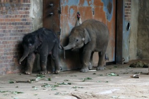 Elefantenkalb von Rani mit Halbschwester Bao Ngoc (hinten) auf der Innenanlage. Quelle: Zoo Leipzig