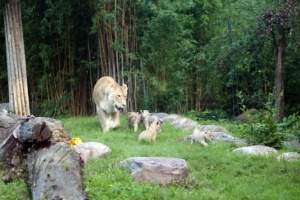 Kigali mit ihren vier Jungen auf der Freianlage der Löwensavanne © Zoo Leipzig