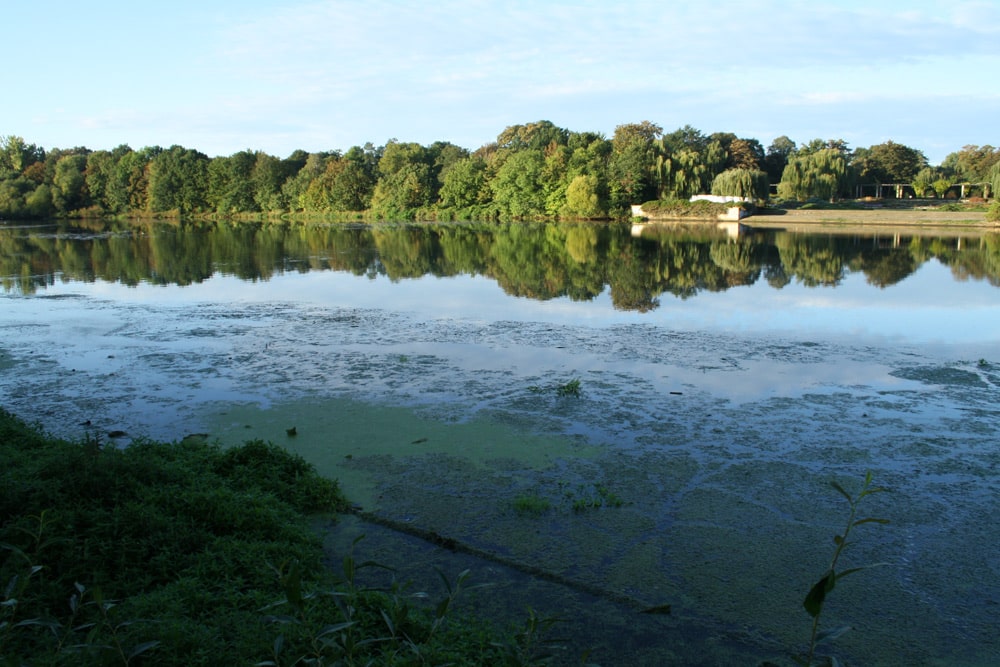 Gewässer mit Blaualgen.