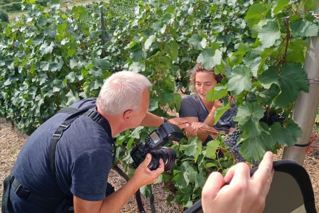 Personen an den Weinstöcken.