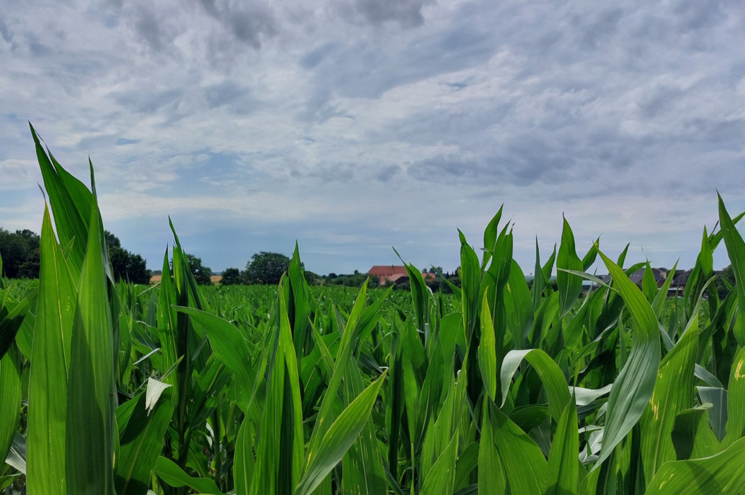 Pflanzen auf einem Feld.