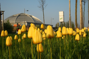 Gelbe Tulpen und Kuppel des Kohlrabizirkus.