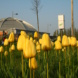 Gelbe Tulpen und Kuppel des Kohlrabizirkus.