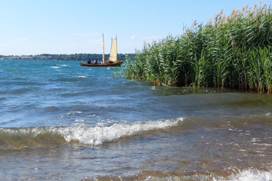 Schilf und Wellen am See.