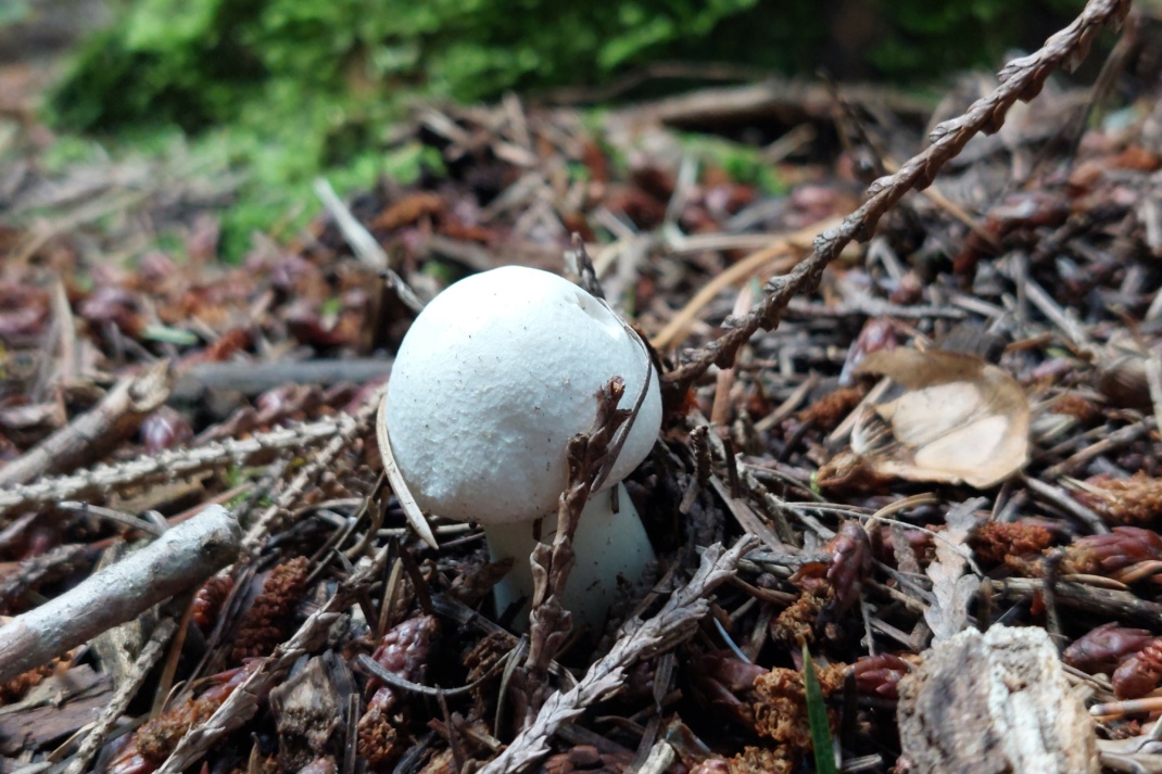 Kleiner Pilz im Wald. Foto: Sabine Eicker