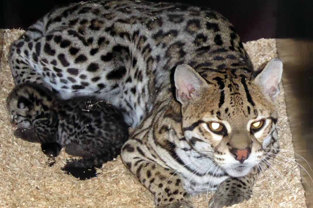 Ozelotkatze mit Jungtier in der Wurfbox. Foto: Zoo Leipzig