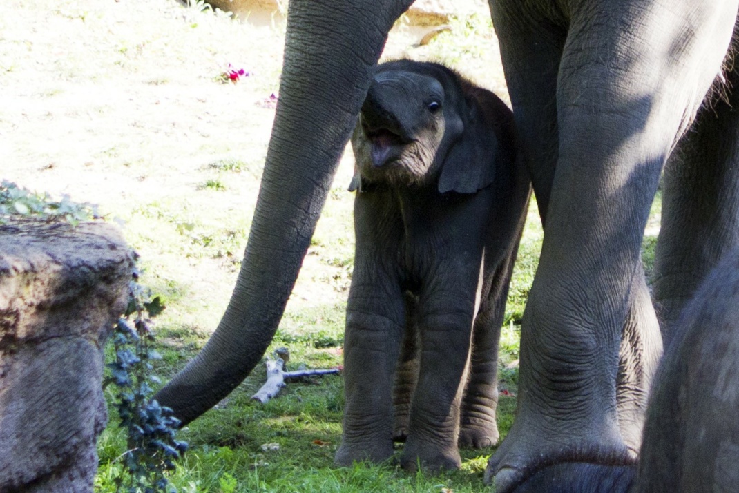Rani mit Savani @ Zoo Leipzig