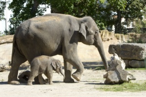 Rani und ihre Tochter @ Zoo Leipzig