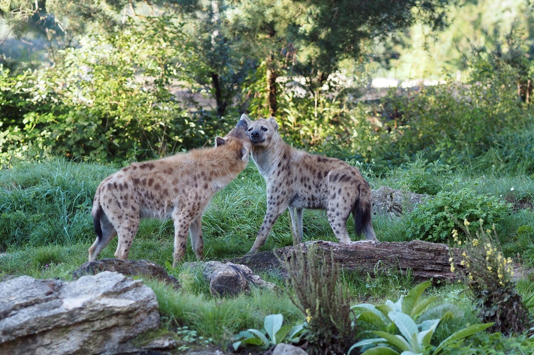 Tüpfelhyänenweibchen Dara und Sahara auf der Freianlage © Zoo Leipzig