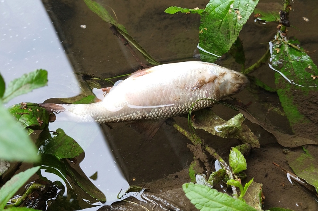 Verendeter Fisch im Wasser, Nahaufnahme.