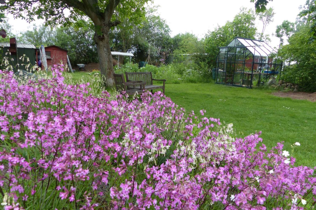 Gartenszene mit „Nelkenhügel“, geschmückt mit Viscaria vulgaris Bernh. (Gewöhnliche Pechnelke), in Deutschland auf der Vorwarnliste, und Silene nutans L. (Nickendes Leimkraut), in Sachsen auf der Vorwarnliste. Foto: Christian Wirth