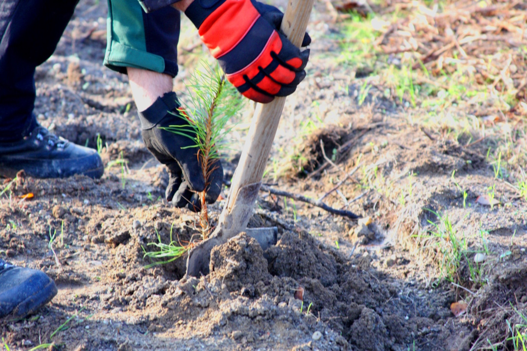 Waldpflanzung - hier im Leipziger Südraum. Foto: Sabine Eicker
