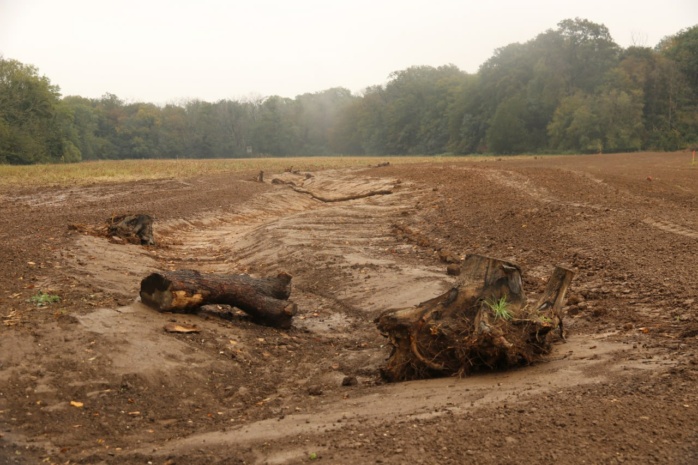 In der Leipziger Auenlandschaft. Foto: Katharina Subat