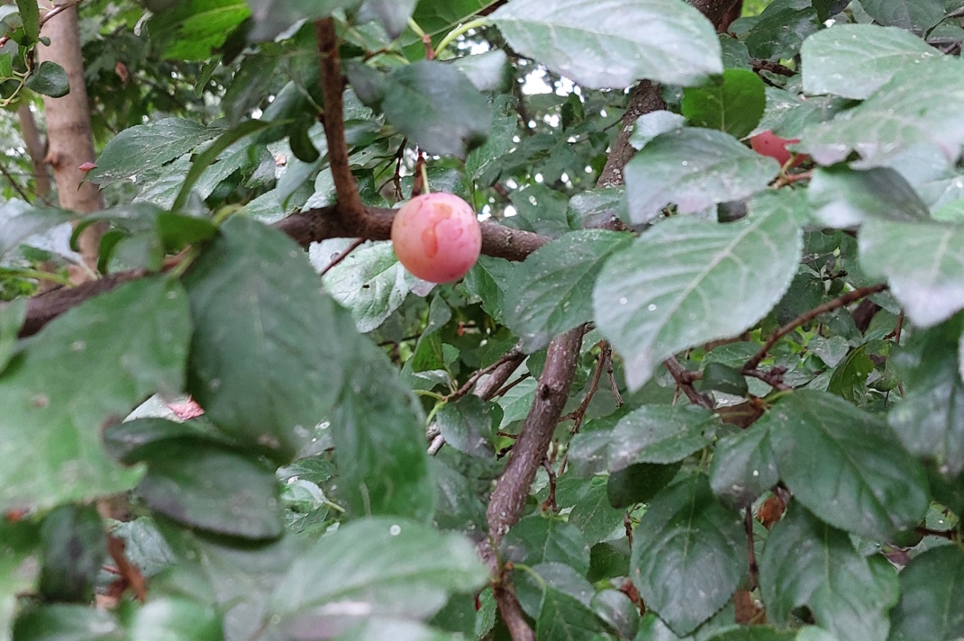 Pflanzen in Nahaufnahme.