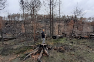 Baumstumpf, eine Person und abgebranntes Waldgebiet.