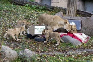 Die Löwenjungtiere im Zoo Leipzig haben heute ihre Namen bekommen @ Zoo Leipzig