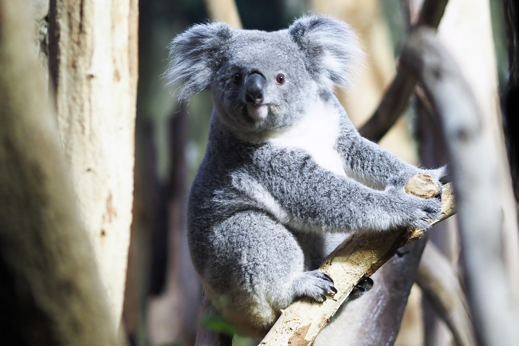 Koalaweibchen Erlinga im neuen Revier © Zoo Leipzig