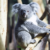 Koalaweibchen Erlinga im neuen Revier © Zoo Leipzig