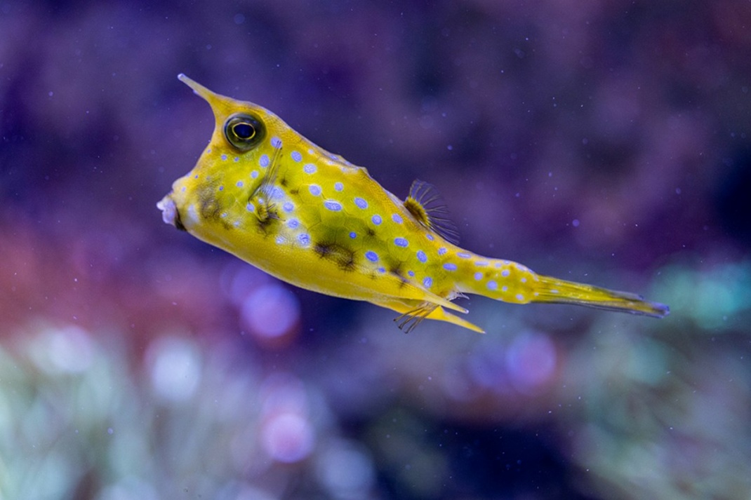 Kuhkofferfisch im Aquarium. Foto: Zoo Leipzig